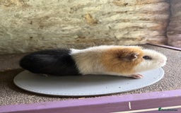 Guinea Pig rodents for sale: Two Sows looking for their new 🏡  - Image 5