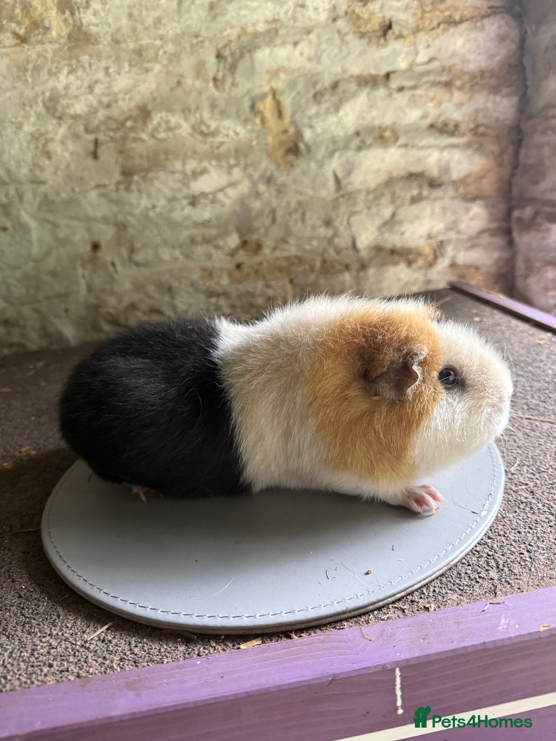 Guinea Pig rodents for sale: Two Sows looking for their new 🏡  - Image 5