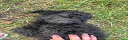 Toy Poodle dogs for sale: Asian Toy Poodle Puppies – Only 2 Available 🐩✨ - Advert 11