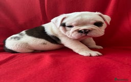 English Bulldog dogs for sale: KC Registered English Bulldog Puppies - Image 10