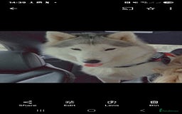 Utonagan dogs for sale: Wolf- Malamute/Husky For Sale - Image 4