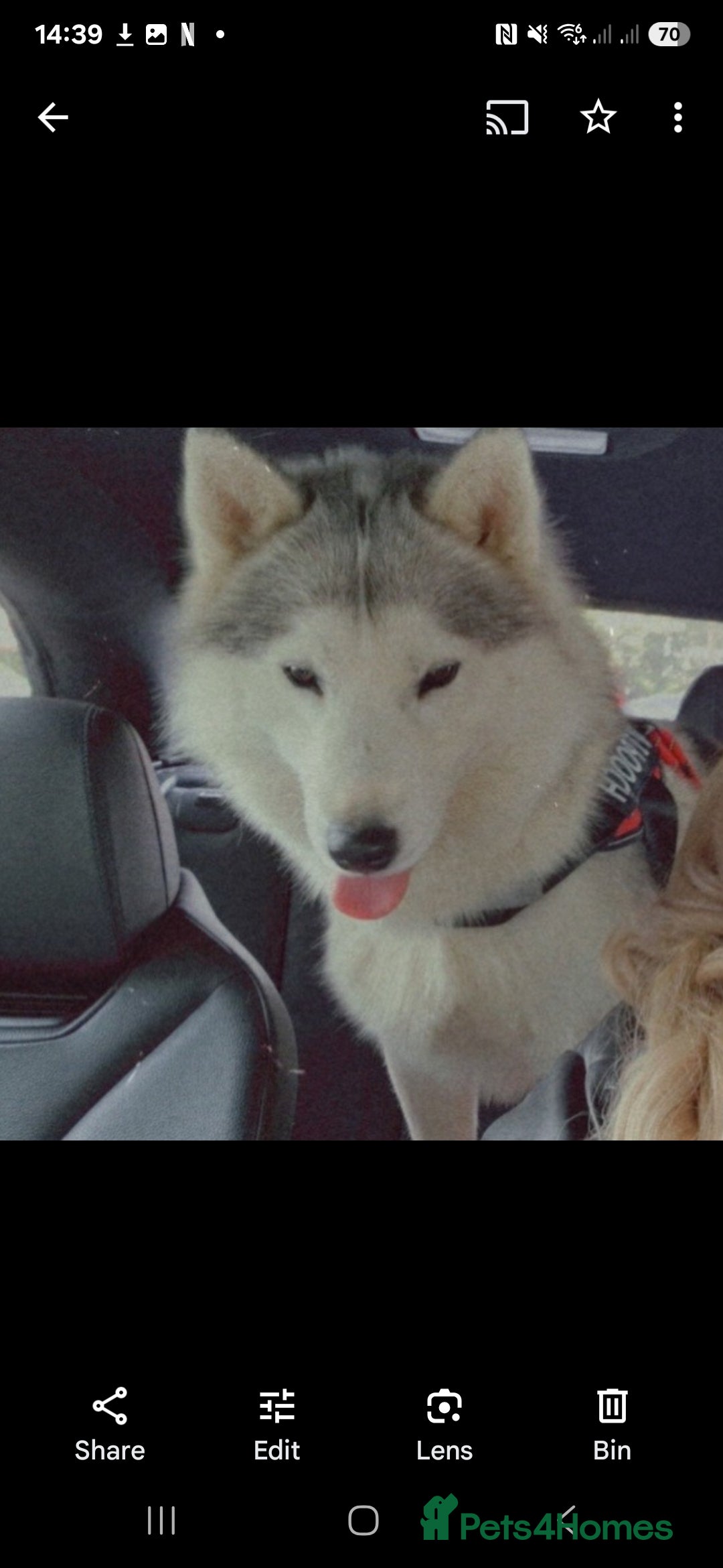 Utonagan dogs for sale: Wolf- Malamute/Husky For Sale - Image 4