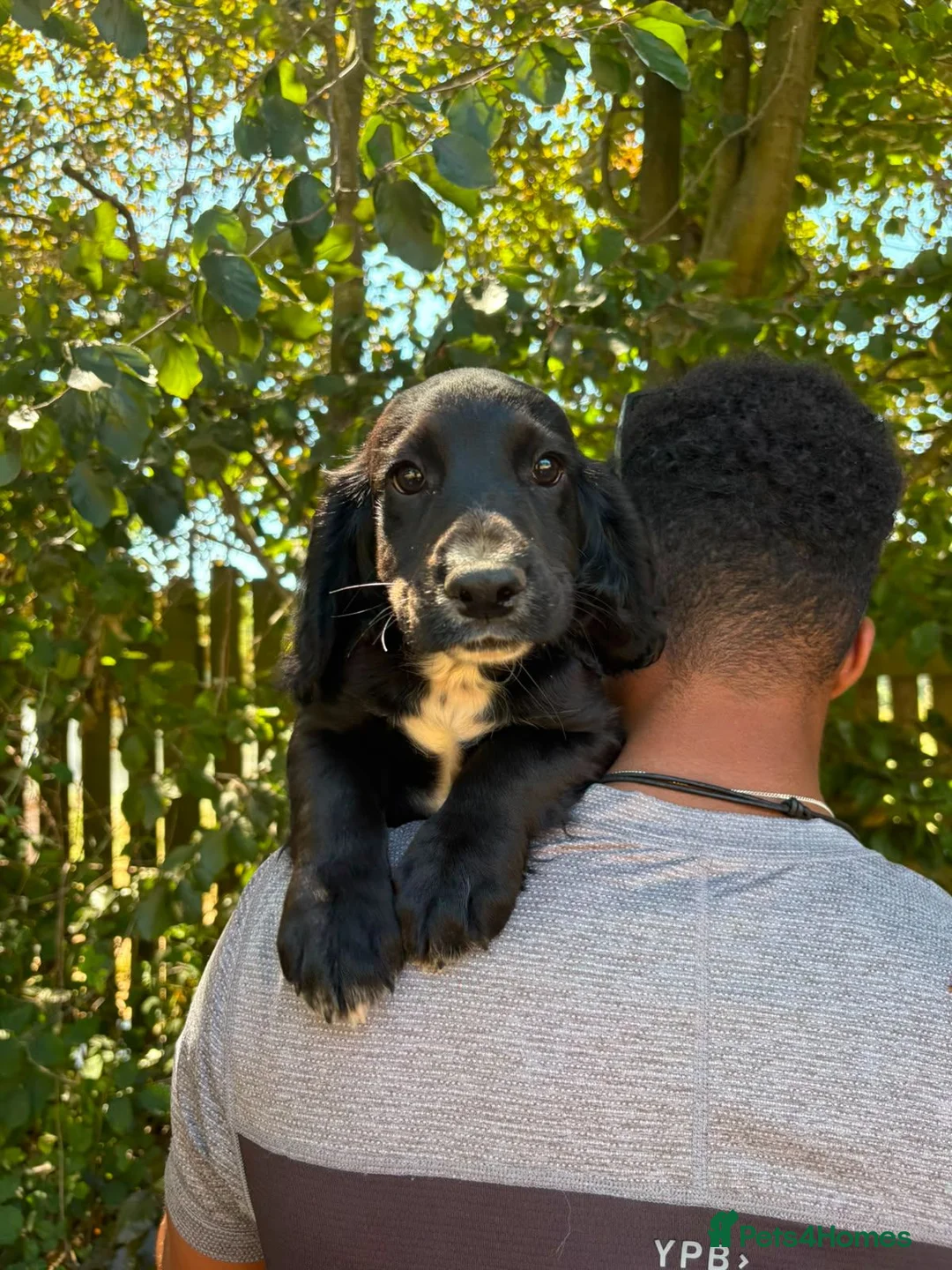 Cocker Spaniel dogs for sale: BEAUTIFUL MIXED COLOUR LITTER,HEALTHTESTED PARENTS - Advert 31
