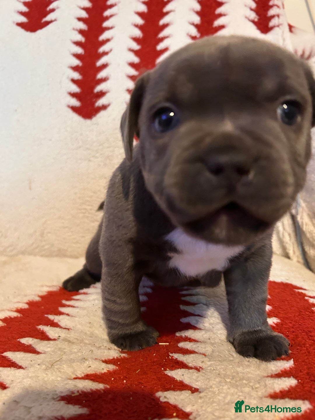 Staffordshire Bull Terrier dogs for sale: Stunning KC Reg 5 gens Blue Staffies - Advert 4