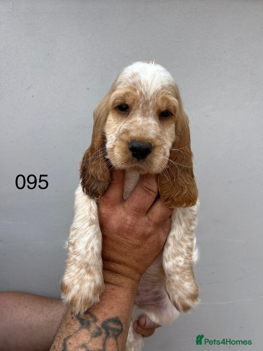 Cocker Spaniel dogs for sale: Fabulous Cocker Spaniel Pupies - Image 3
