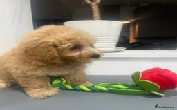Coton De Tulear dogs for sale: Cotonoodle - Image 16