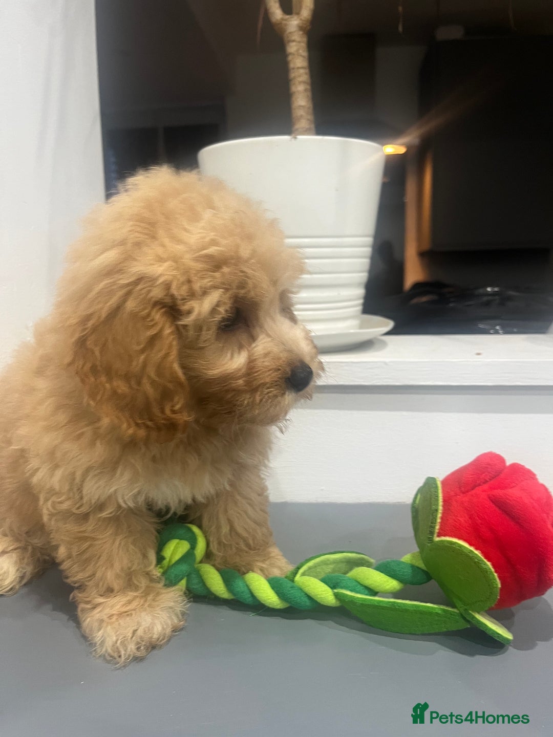 Coton De Tulear dogs for sale: Cotonoodle - Image 16