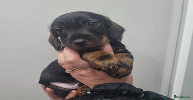 Miniature Dachshund dogs - Advert 9