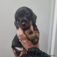 Miniature Dachshund dogs - Advert 9