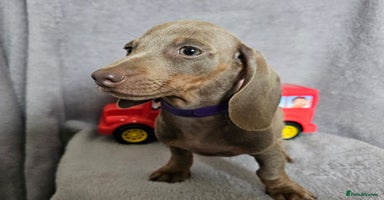 Dachshund dogs - Advert 2