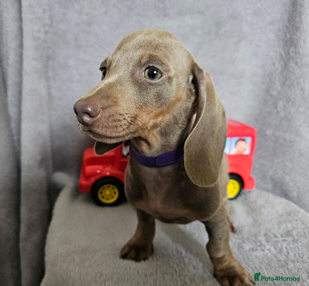 Dachshund dogs for sale: Last red girl fully vaccinated ready to leave x - Image 2