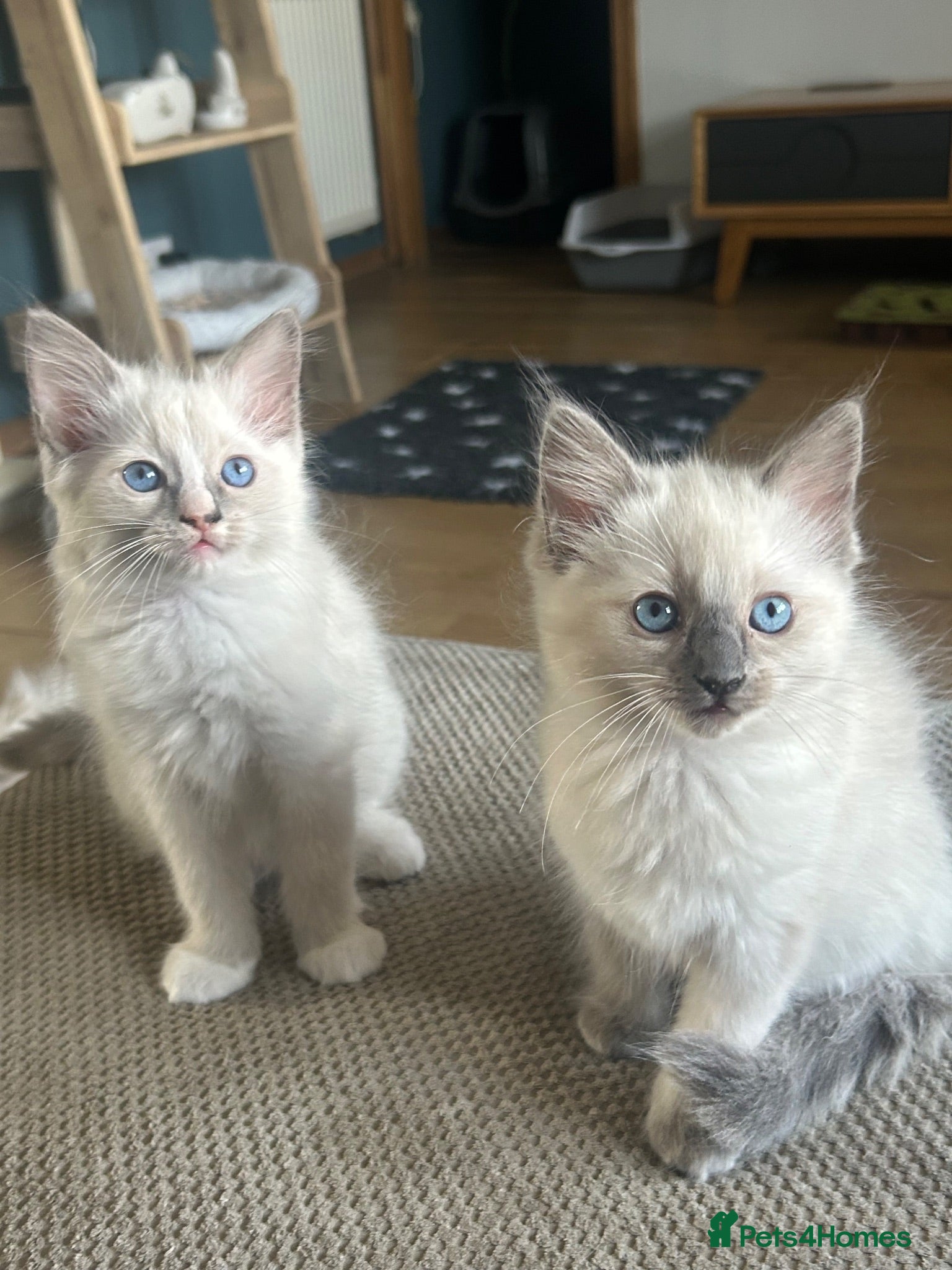 Ragdoll cats GCCF Registered Ragdoll Kittens - Advert 1