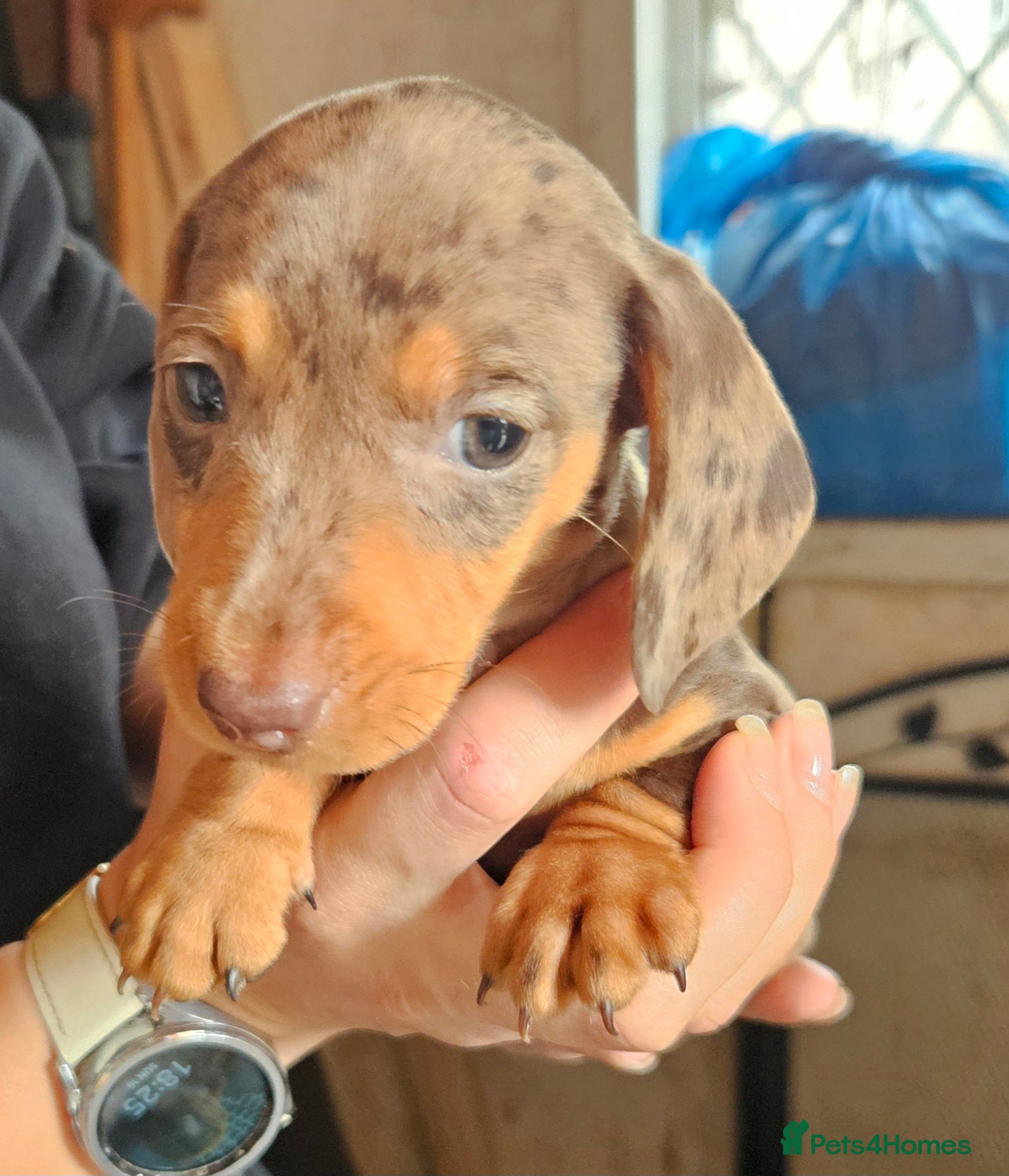 Miniature Dachshund dogs Miniature dachshund pups - Advert 2
