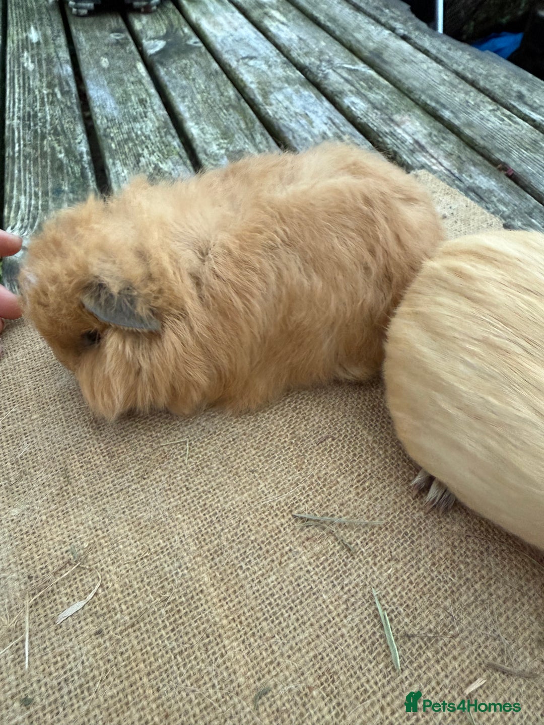 Guinea Pig rodents for sale: Pure bred California & Swiss guineapigs  - Advert 5