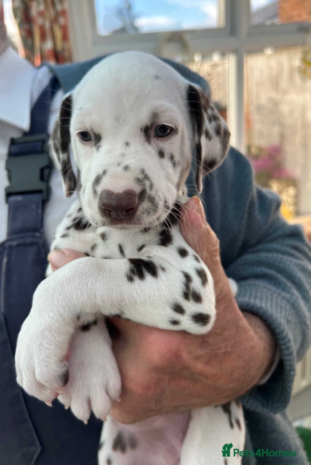 Dalmatian dogs for sale: Dalmatian Puppies - Advert 17