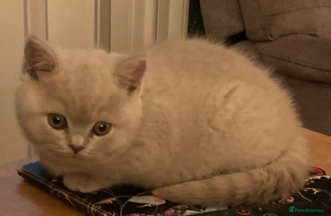 British Shorthair cats for sale: Stunning Lilac Boy available - Advert 2