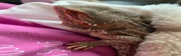 Bearded Dragon reptiles for sale: Pocket size dinosaur looking for a new home in St Albans - Advert 3