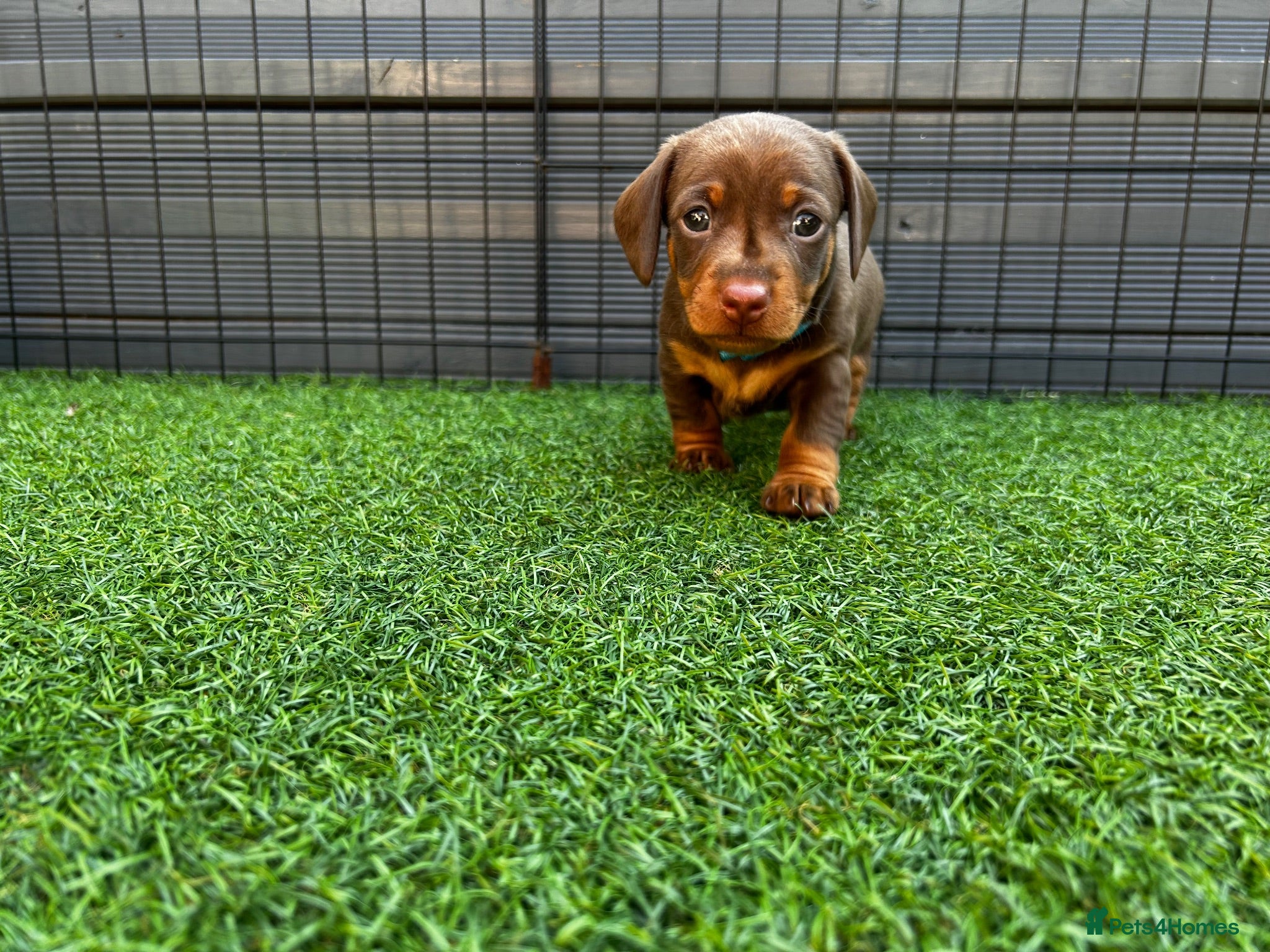 Miniature Dachshund dogs Beautiful miniature dachshund puppies 💙🩷 - Advert 14