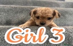 Mixed Breed dogs for sale: 🐾 Adorable Puppies Ready for Forever Homes 🐾 - Advert 9