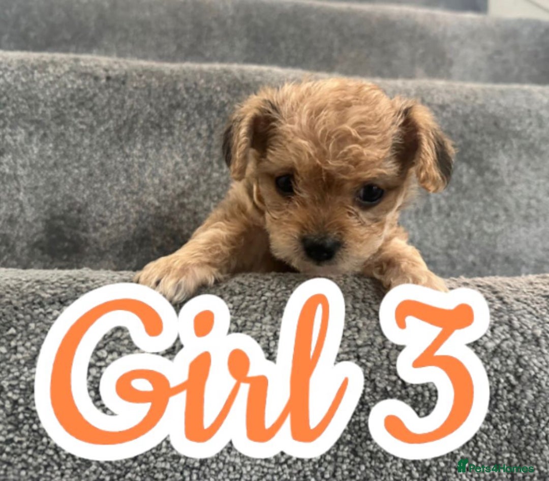 Mixed Breed dogs for sale: 🐾 Adorable Puppies Ready for Forever Homes 🐾 - Advert 9