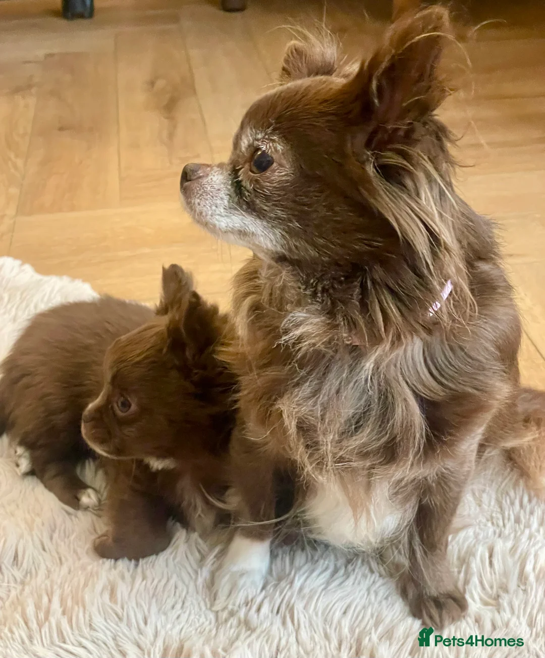 Chihuahua dogs for sale: Long-Haired Auburn Apple Head Chihuahua Puppies - Advert 9