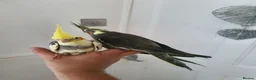 Cockatiels birds for sale: 3 beautiful baby hand reared cockateils. in Leeds - Advert 2