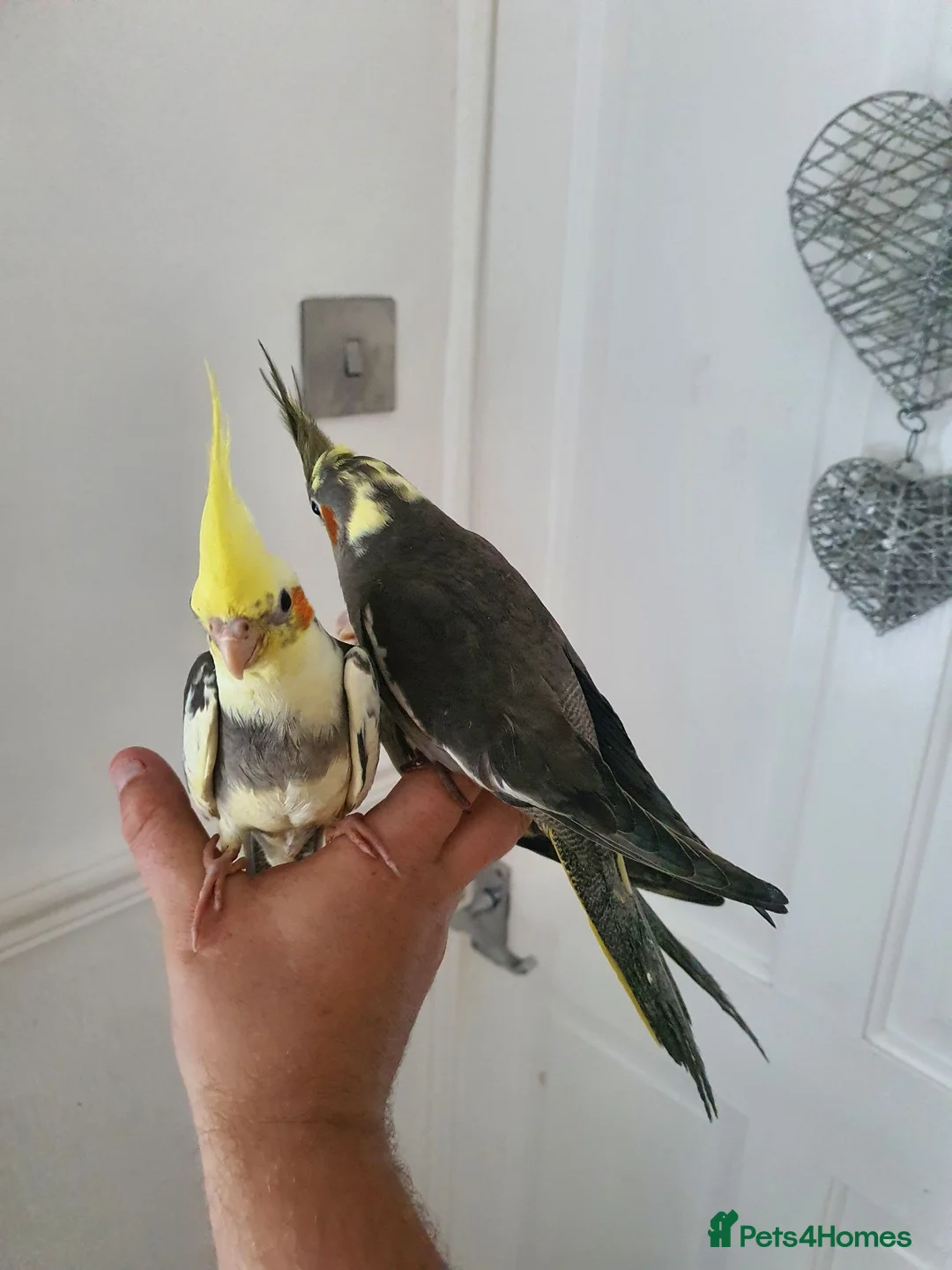 Cockatiels birds for sale: 3 beautiful baby hand reared cockateils. in Leeds - Advert 2