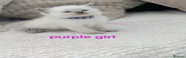 Ragdoll 4