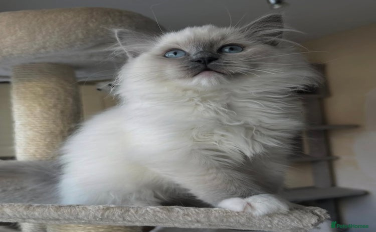 Ragdoll cats TICA registered champion line ragdoll kittens.  - Advert 8