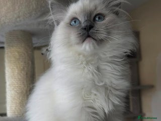 Ragdoll cats TICA registered champion line ragdoll kittens. - Advert 7