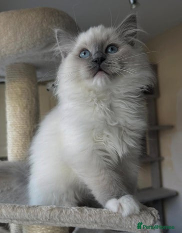 Ragdoll cats TICA registered champion line ragdoll kittens. - Advert 8