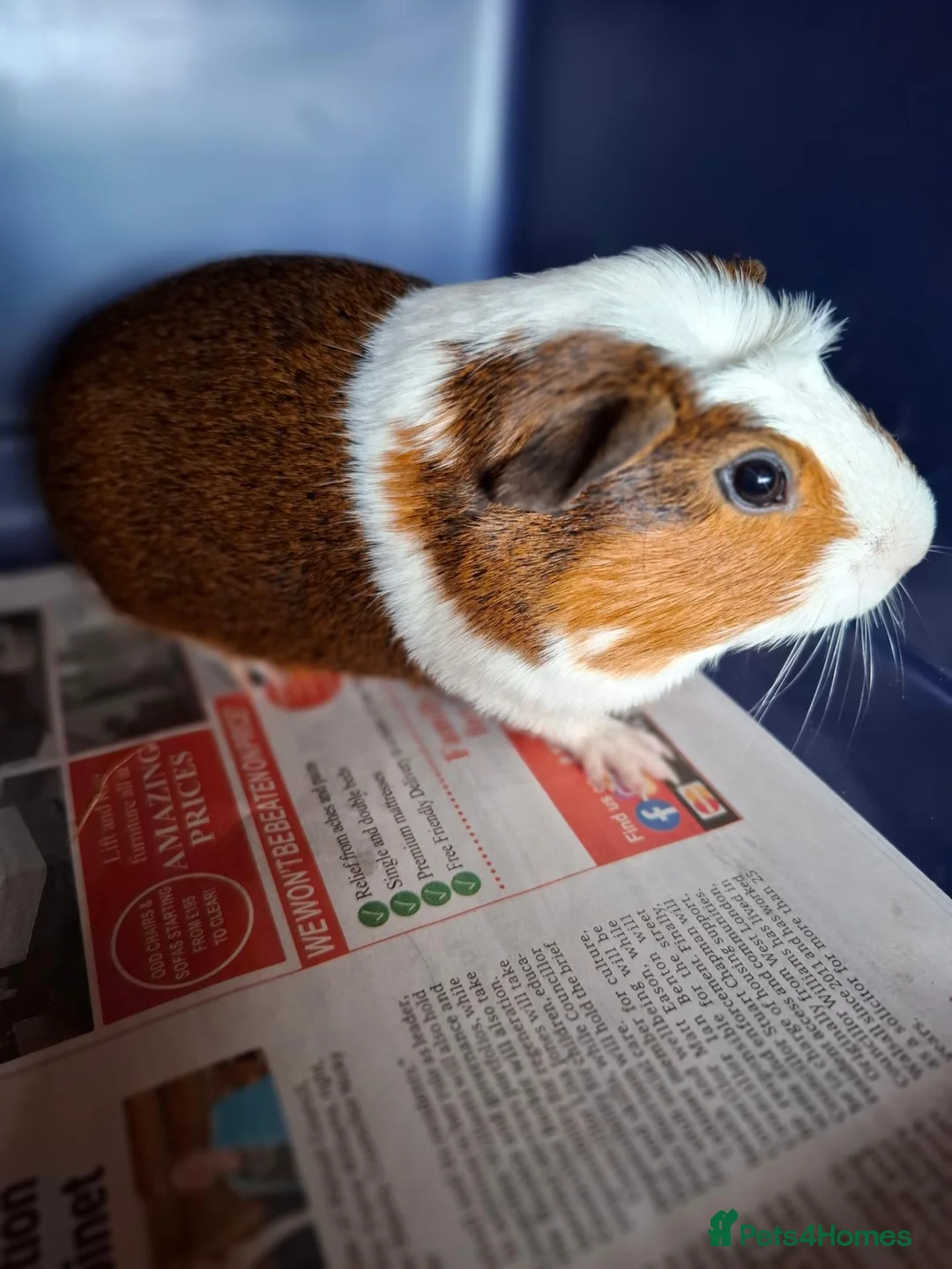 Guinea Pig rodents for sale: Male Guinea Pigs - Advert 7