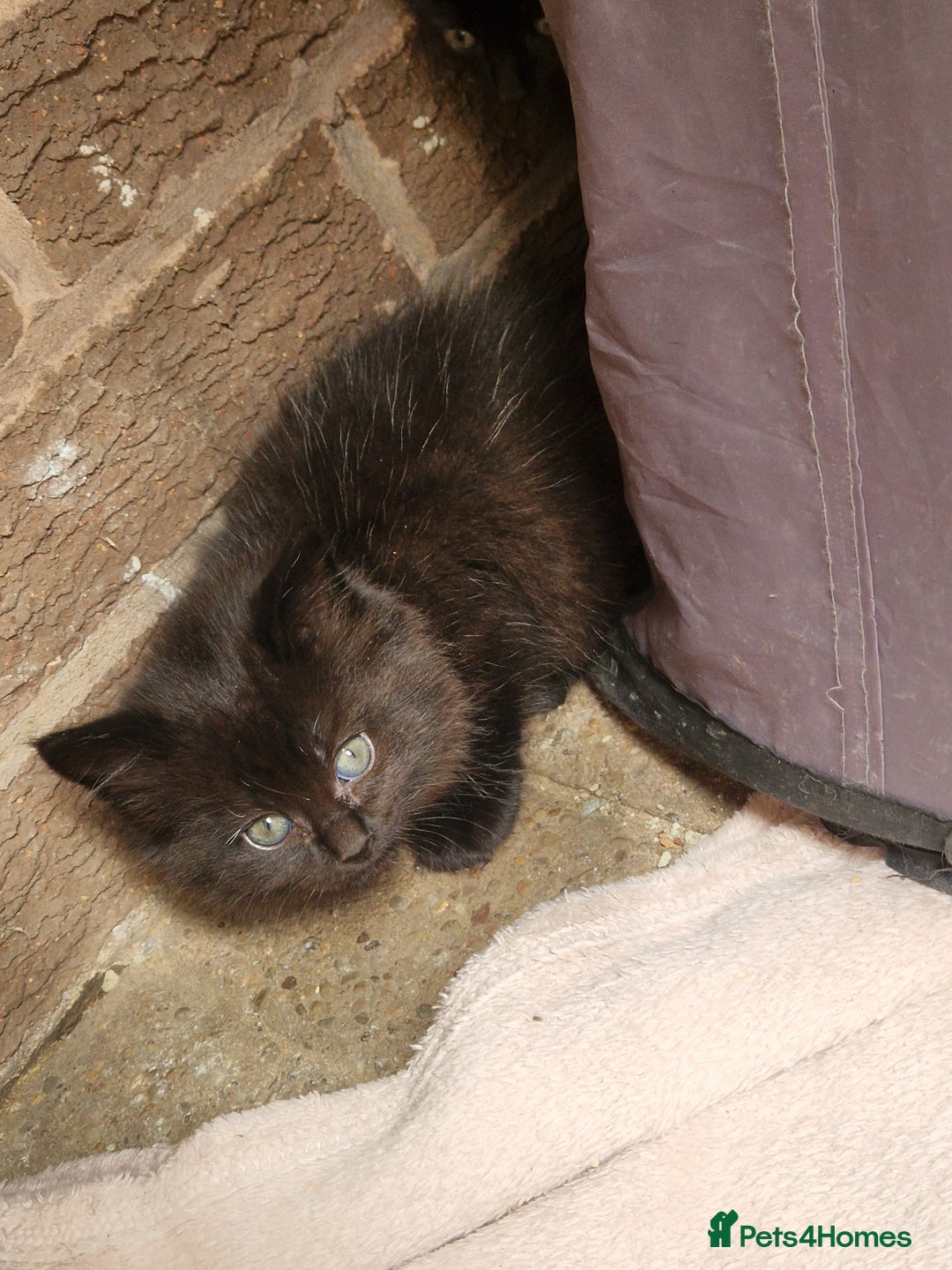 Mixed Breed cats for sale: Kittens for sale  - Image 5