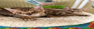 Bengal 3