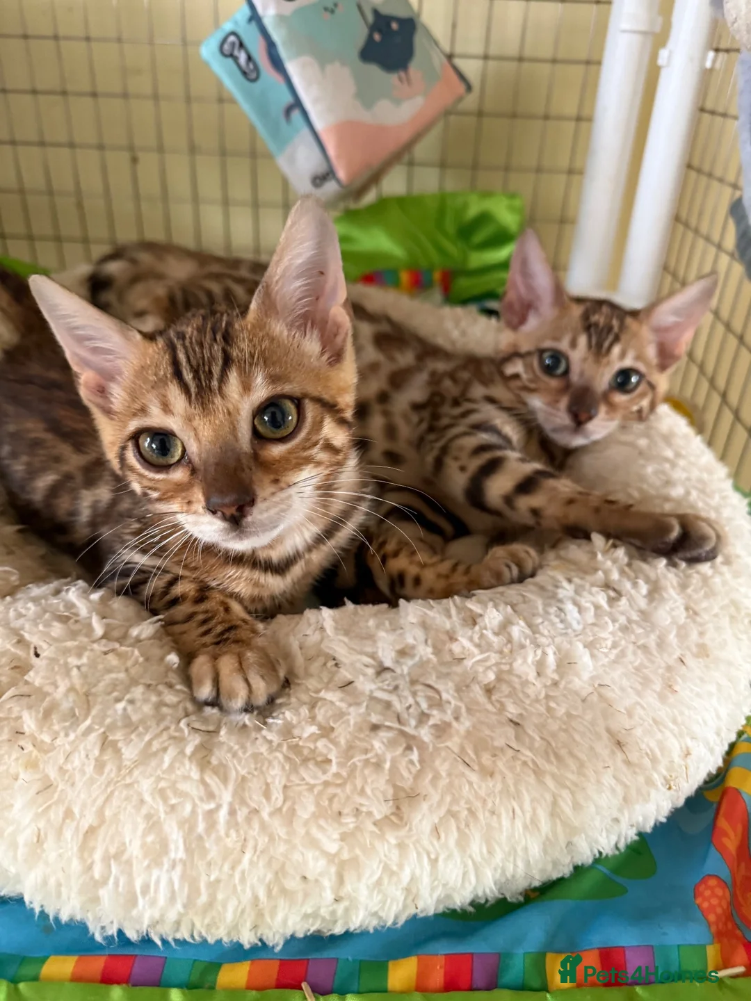 Bengal cats for sale: Bengal 🩷 Female Kitten 🐾 TICA Health Tested - Advert 8
