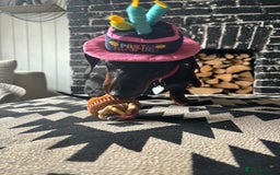 Miniature Dachshund dogs for sale: Coco needs a new home🩷🏡 - Image 11