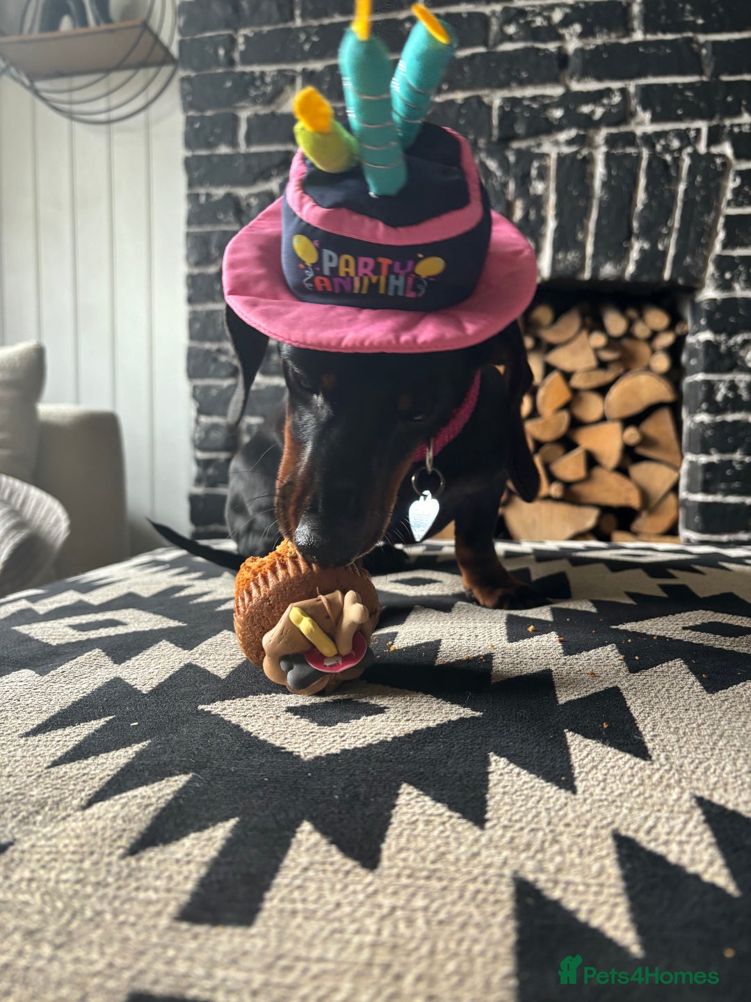 Miniature Dachshund dogs for sale: Coco needs a new home🩷🏡 - Image 11