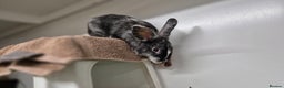 Mixed Breed rabbits for sale: Flint and Moss Vaccinated & Castrated  - Advert 6