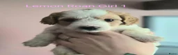 Cockapoo dogs for sale: ✨️ F1 COCKAPOO PUPPIES ✨️ - Advert 6