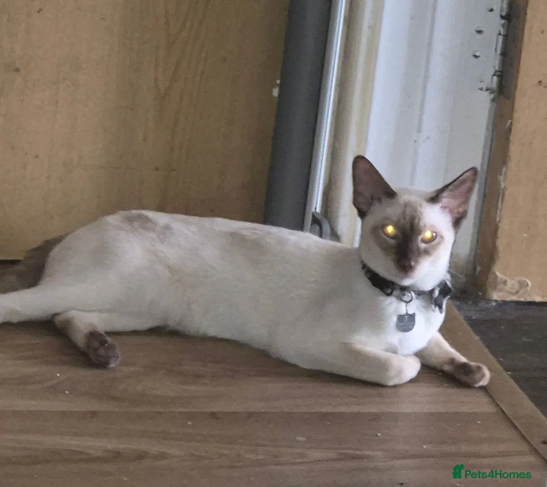 Siamese cats for sale: Male siamese - Advert 2