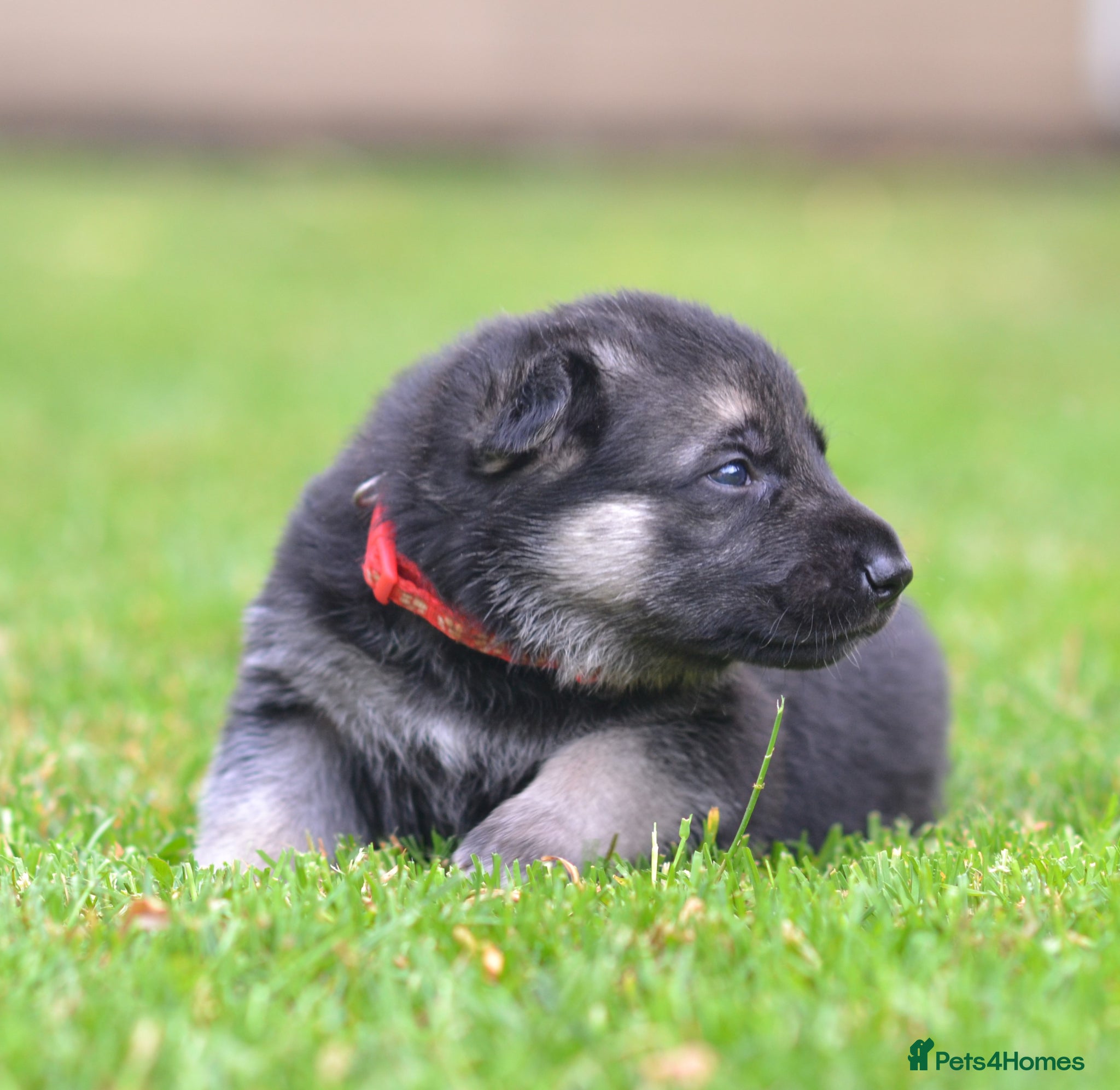 German Shepherd dogs ⭐ Rare East European Shepherd Puppies UK - Advert 2