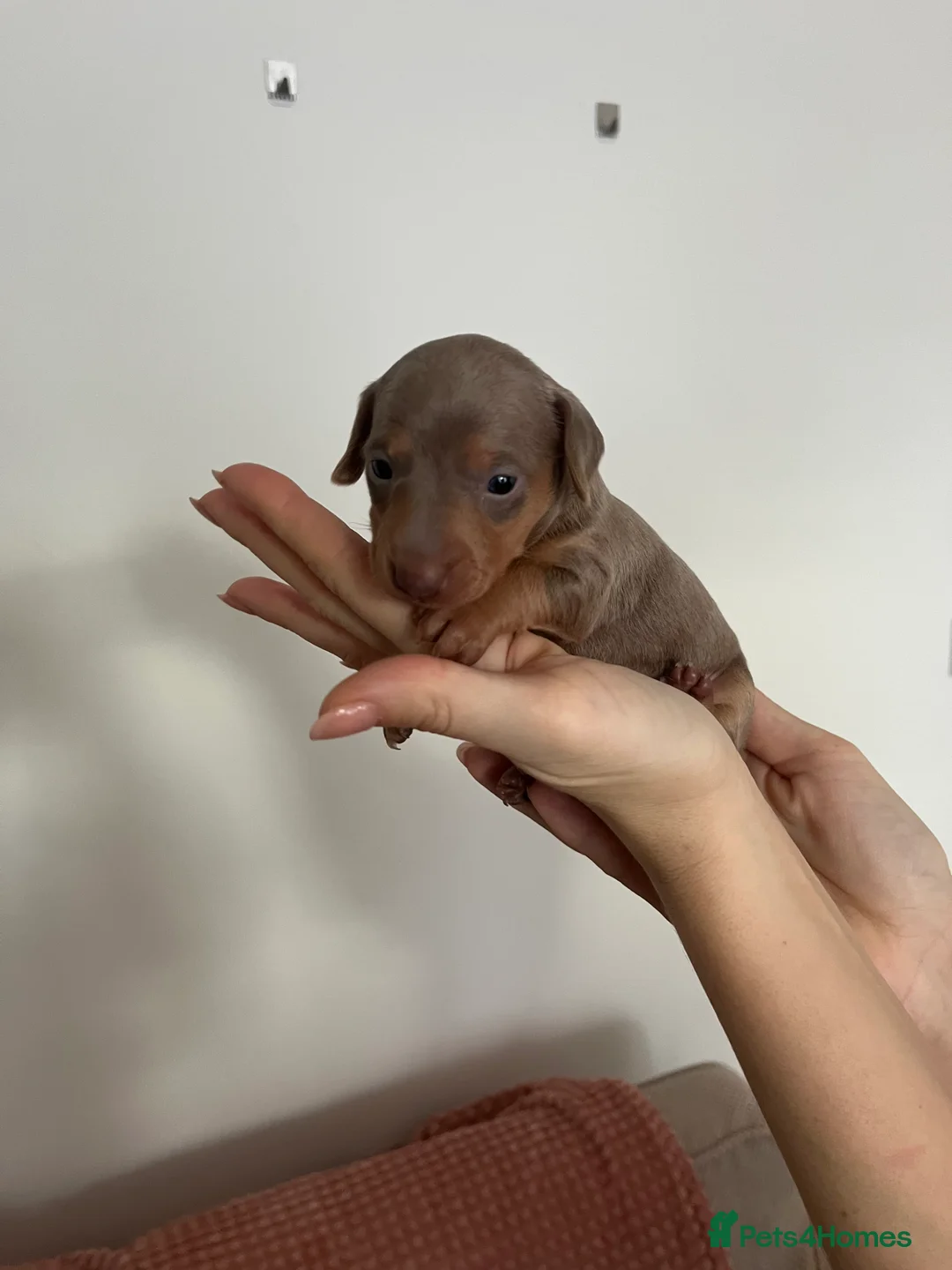 Miniature Dachshund dogs for sale: Miniature dachshund (short haired) - Advert 15