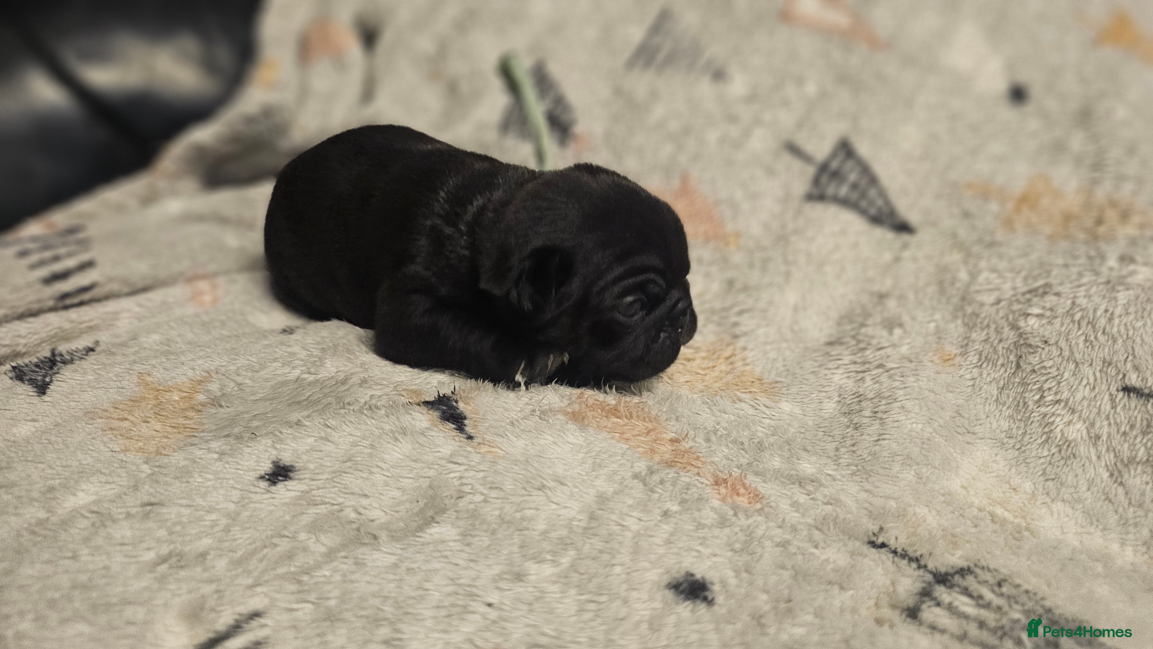Pug dogs for sale: Beautiful litter of Pugs  - Advert 2