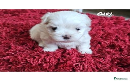 Maltese dogs for sale: MALTESE💖KC.Registered,5 generation pedigree🩵 🐩 - Image 2