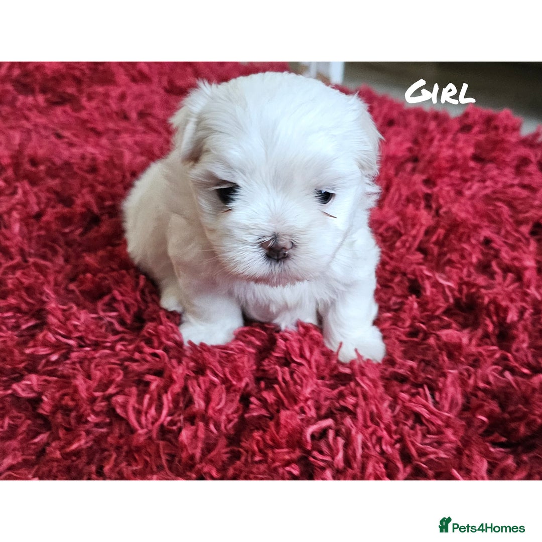 Maltese dogs for sale: MALTESE💖KC.Registered,5 generation pedigree🩵 🐩 - Image 2