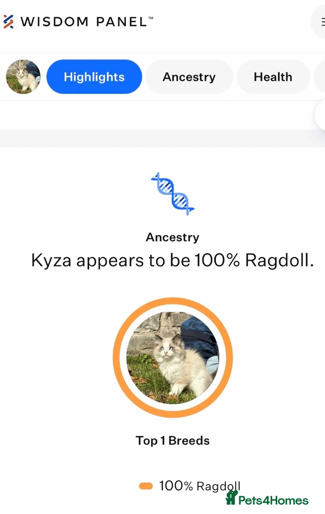 Ragdoll cats for sale: Ragdoll male  - Advert 2