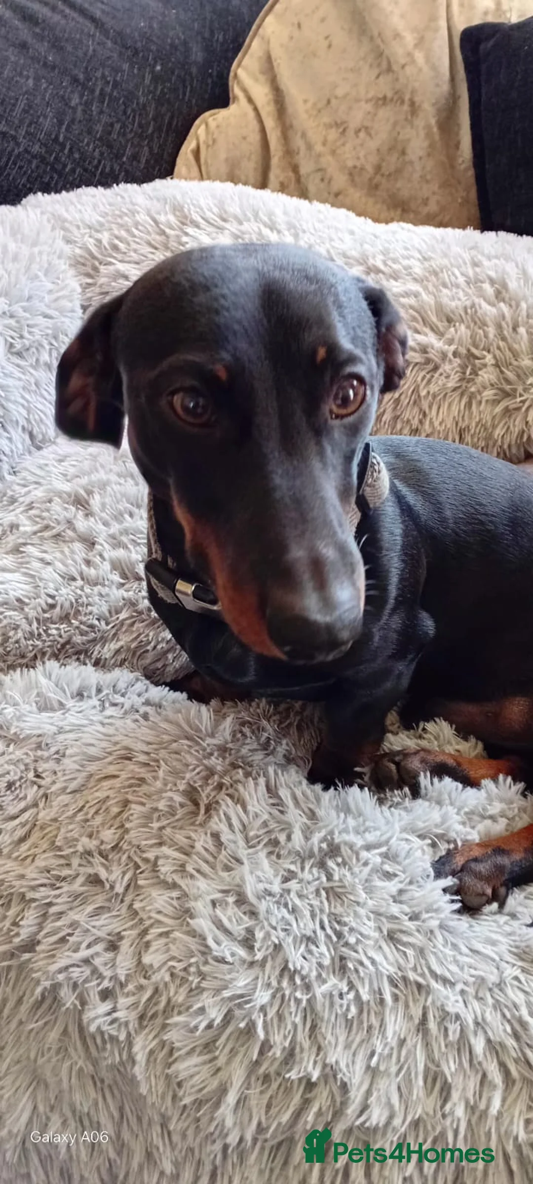 Miniature Dachshund dogs for sale: EXPERIENCED, SINGLE-PET HOME ONLY - Advert 6