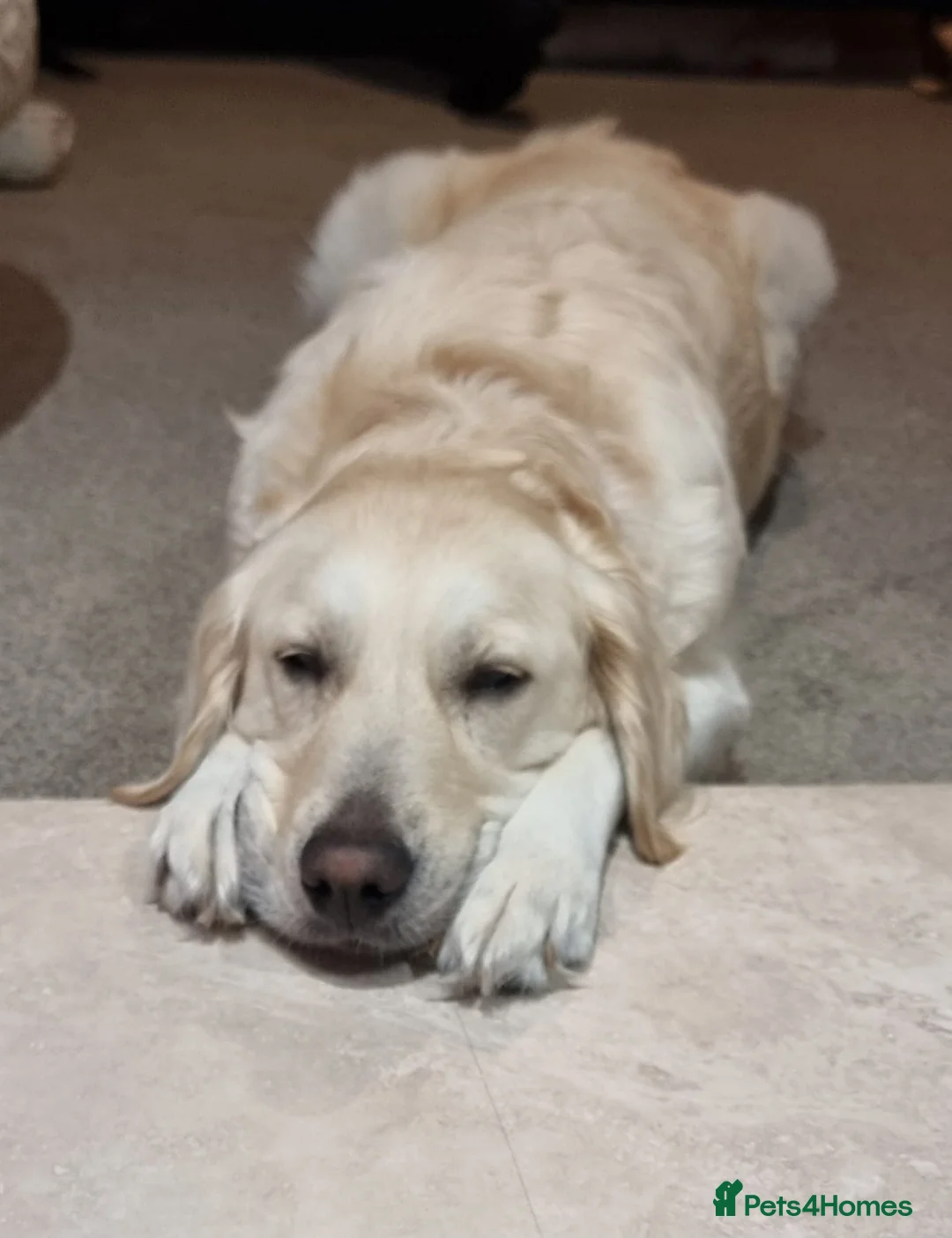 Golden Retriever dogs for sale: Golden retriever puppies due mid Jan  - Advert 4