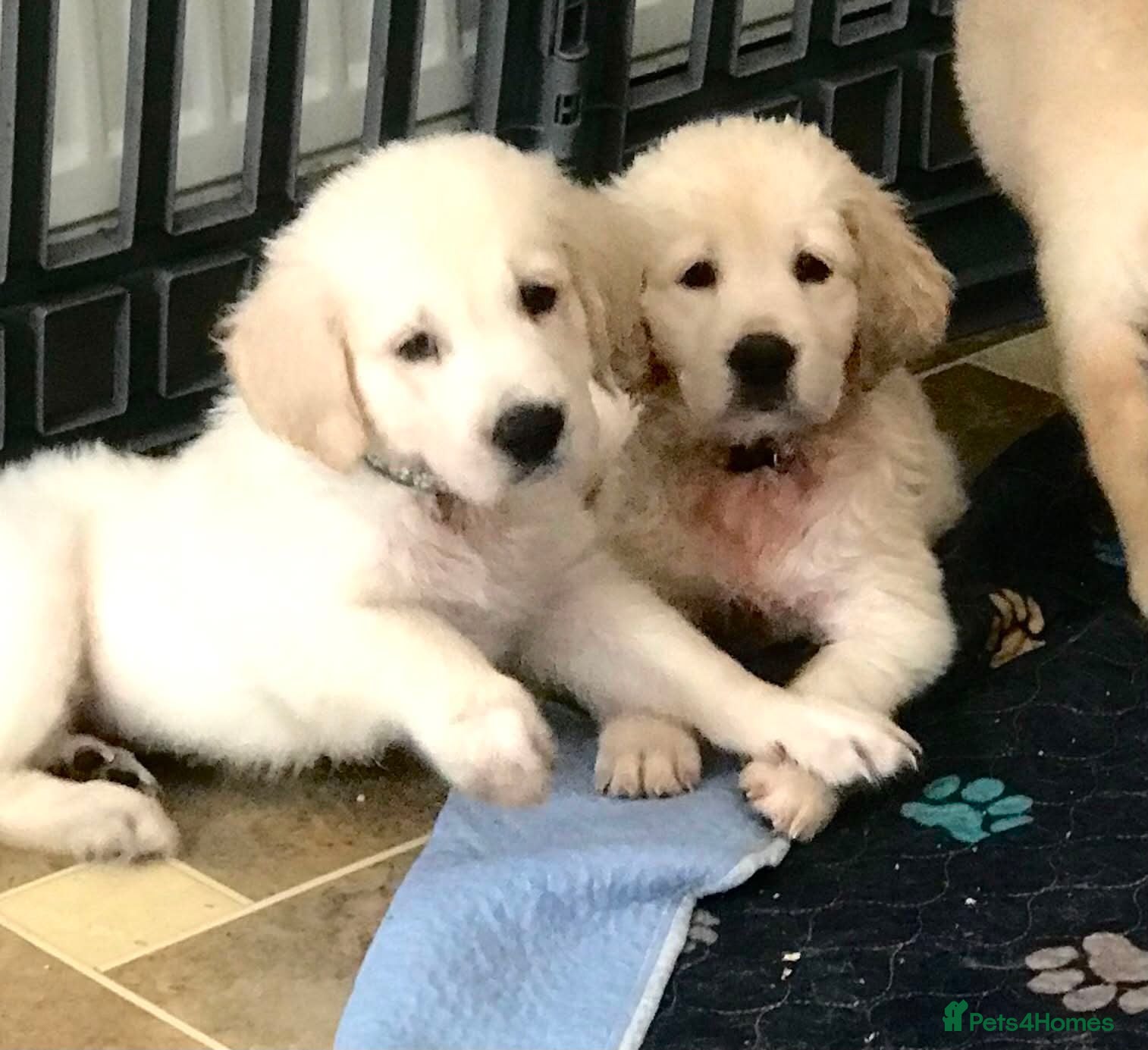 Golden Retriever dogs Championship lines puppies - Advert 2