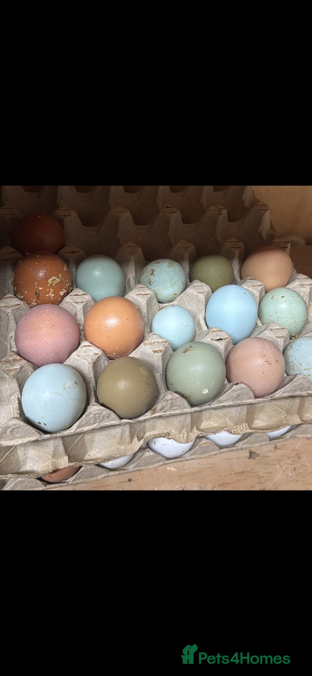 Chickens poultry for sale: Coloured hybrids  - Advert 2
